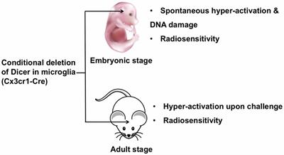 MicroRNAs in Microglia: How do MicroRNAs Affect Activation, Inflammation, Polarization of Microglia and Mediate the Interaction Between Microglia and Glioma?